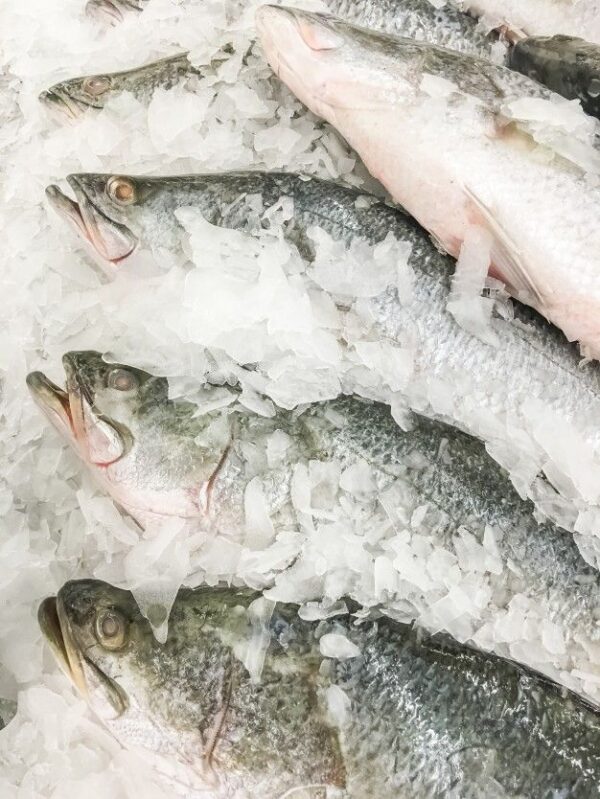 PARGO BLANCO