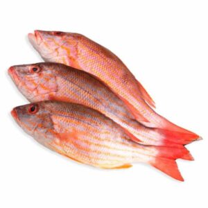 PARGO ROJO